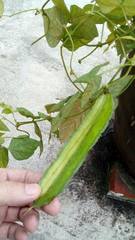 Psophocarpus tetragonolobus