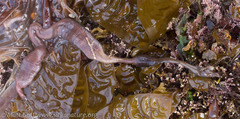 Emplectonema buergeri