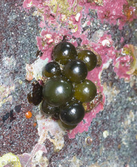 Derbesia marina