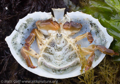 Cryptolithodes sitchensis