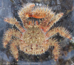 Hapalogaster mertensii