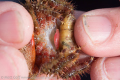 Briarosaccus tenellus