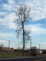 Ulmus thomasii