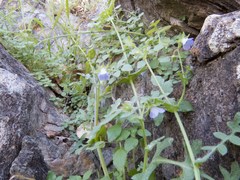 Pholistoma auritum arizonicum