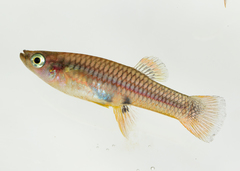 Brachyrhaphis episcopi