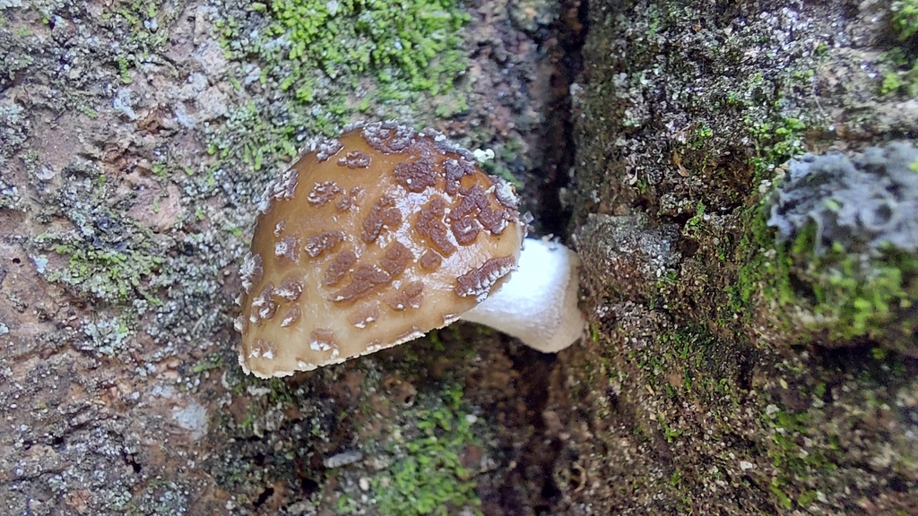Oudemansiella cubensis · July 2023 · photo: © francisco_bezerra (iNaturalist, cc-by-nc)