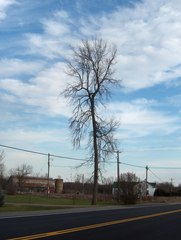 Ulmus thomasii