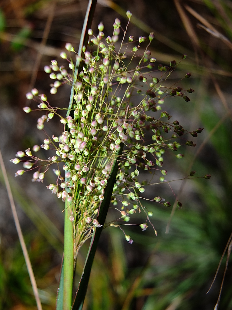 Trichanthecium
