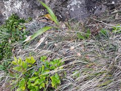 Celmisia major major