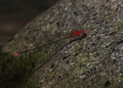 Pseudagrion pilidorsum declaratum