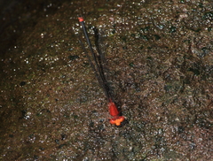Pseudagrion pilidorsum declaratum