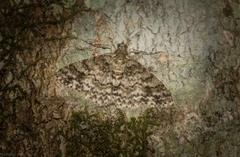 Myrioblephara desumpta