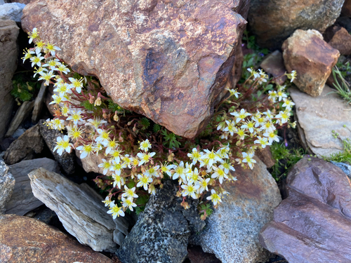Image of Saxifraga praetermissa by (c) Fabien Anthelme, some rights reserved (CC BY-SA)