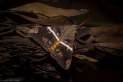Oxyodes tricolor