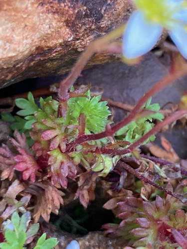 Image of Saxifraga praetermissa by (c) Fabien Anthelme, some rights reserved (CC BY-SA)