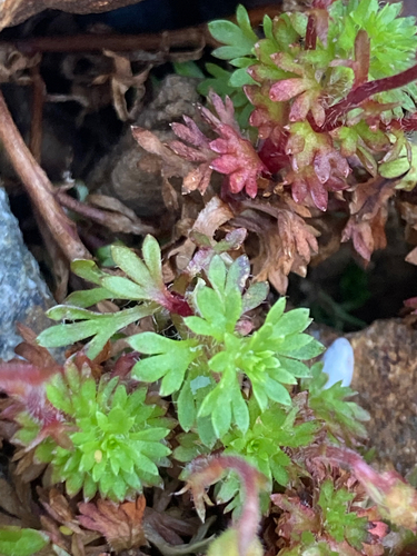 Image of Neglected Saxifrage (Saxifraga praetermissa) by (c) Fabien Anthelme, some rights reserved (CC BY-SA)