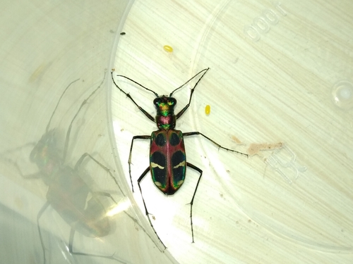 Chinese Tiger Beetle