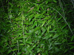 Tarlmounia elliptica