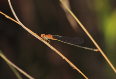 Pseudagrion pilidorsum declaratum