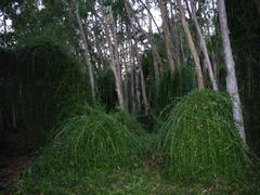 Tarlmounia elliptica