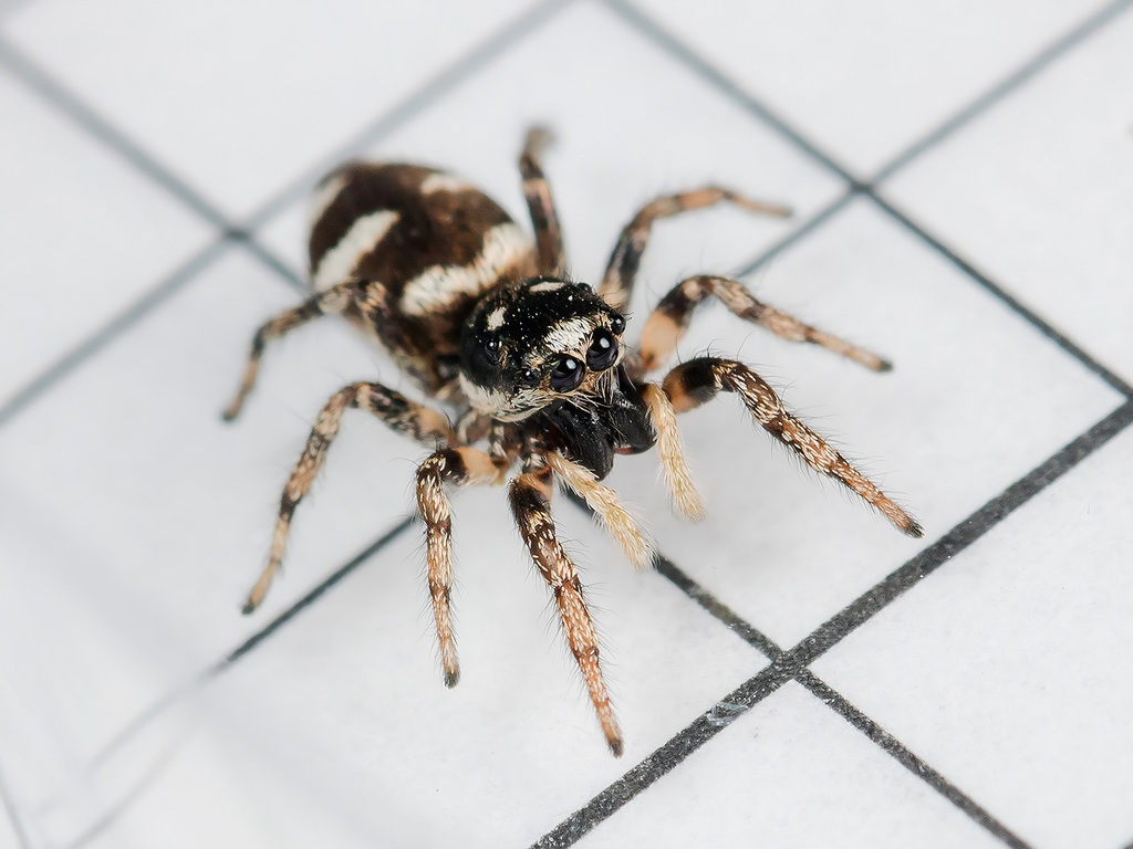 Zebra Jumping Spider (Salticus scenicus) · iNaturalist