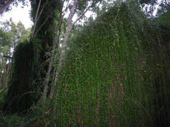 Tarlmounia elliptica