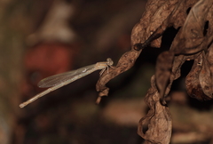 Onychargia atrocyana