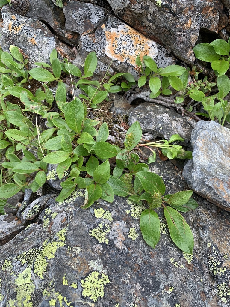 Salix nakamurana; photograph 岸本年郎, CC BY, iNaturalist via GBIF