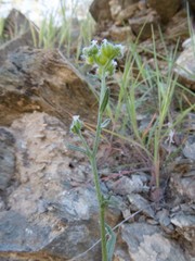 Cryptantha pterocarya