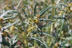 Xanthium spinosum