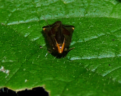 Dichomeris ochripalpella