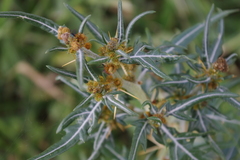 Xanthium spinosum