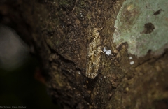 Metrioglypha phyllodes