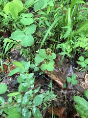 Trifolium stoloniferum