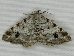 Macaria pinistrobata