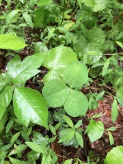 Trifolium stoloniferum