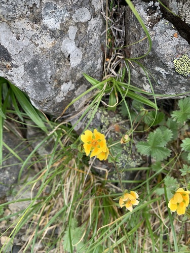 Image of Potentilla matsumurae by (c) 岸本年郎, some rights reserved (CC BY)