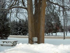 Ulmus thomasii