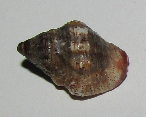 Gemophos sanguinolentus
