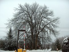 Ulmus thomasii