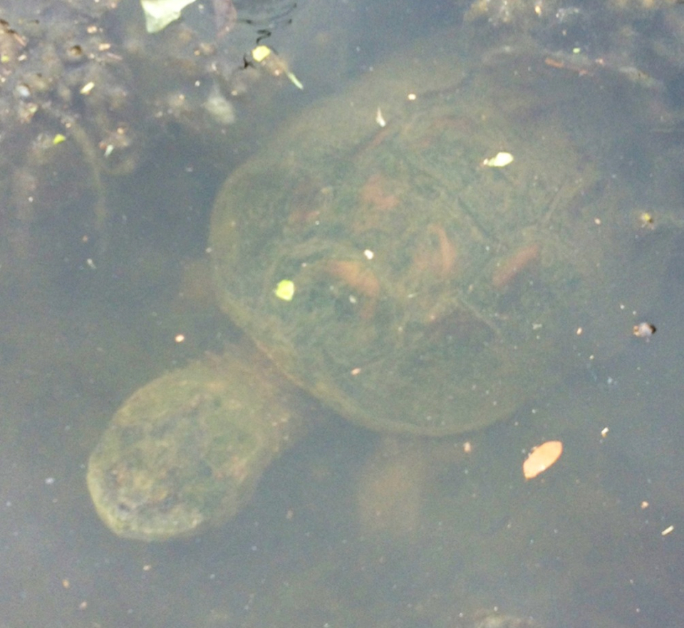 Common Snapping Turtle from University of Texas, Austin, Austin, Texas ...