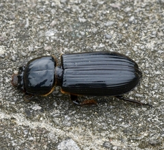 Odontotaenius