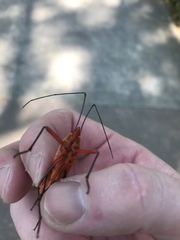 Macrocheraia grandis