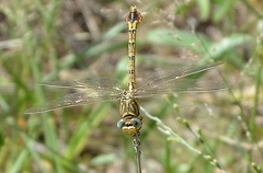 Crenigomphus hartmanni