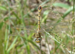 Crenigomphus hartmanni