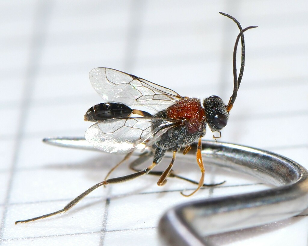 Evaniella semaeoda