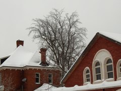 Ulmus thomasii