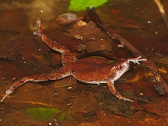 Gastrophryne elegans