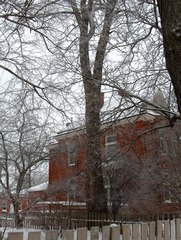 Ulmus thomasii
