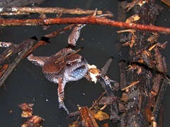 Gastrophryne elegans
